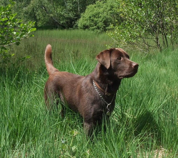 Chien visiteur CNEAC